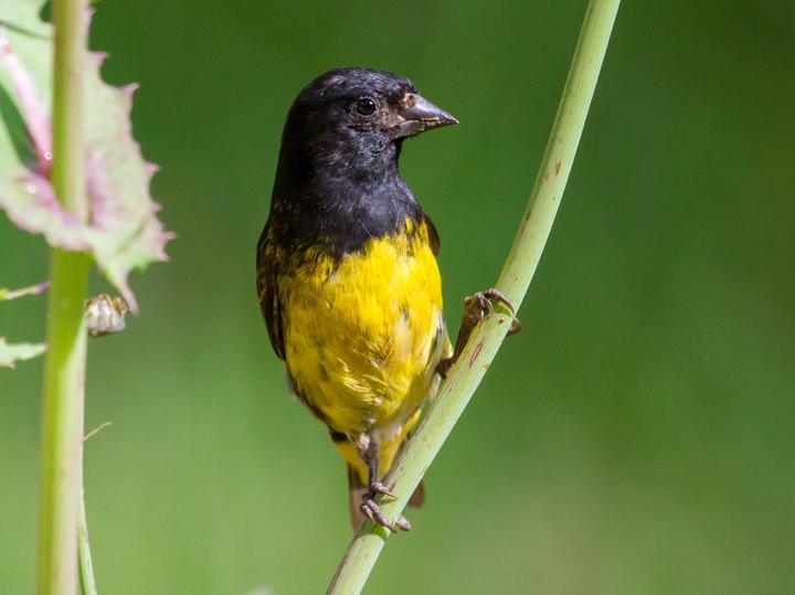 Yellow-bellied Siskin