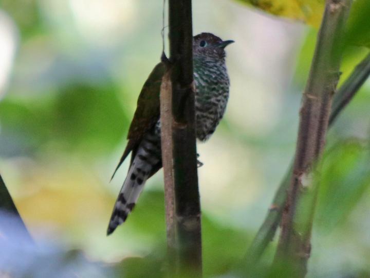 African Emerald Cuckoo