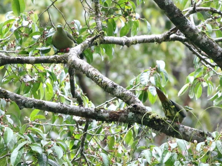 Sumatran Green Pigeon