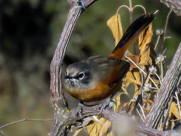 Russet-bellied Spinetail