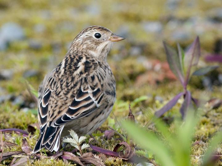 Smith's Longspur