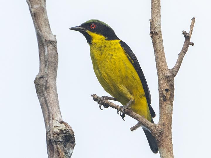 Yellow-bellied Dacnis