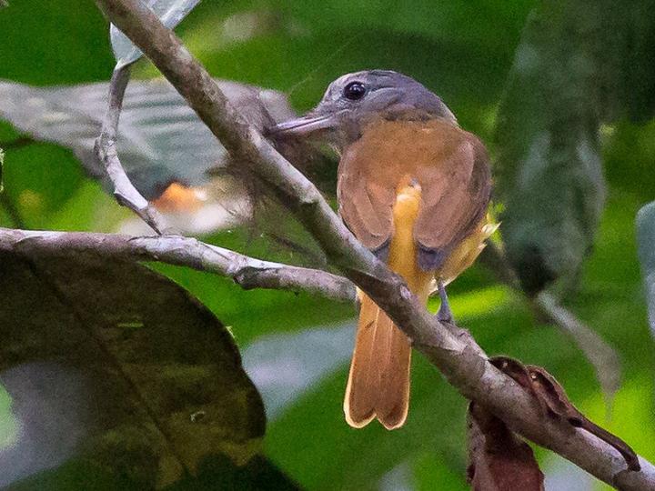 Citron-bellied Attila