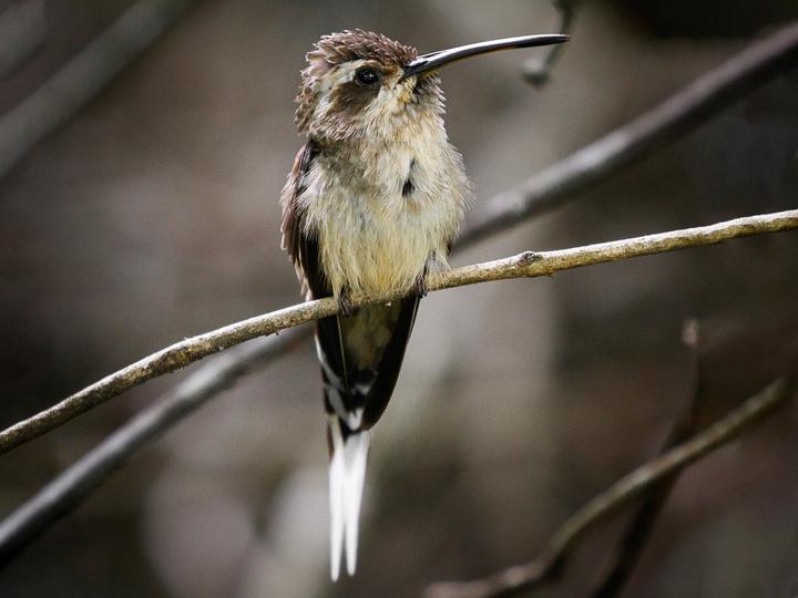 Buff-bellied Hermit