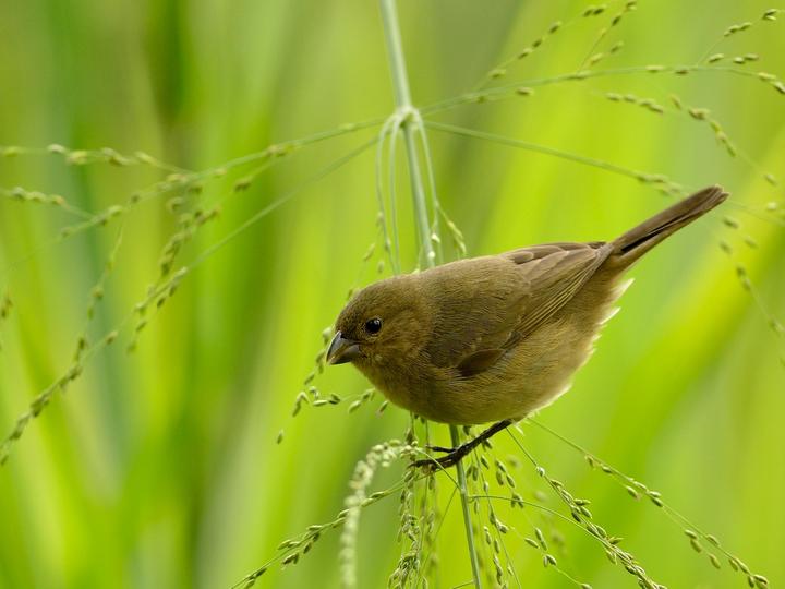 Yellow-bellied Seedeater