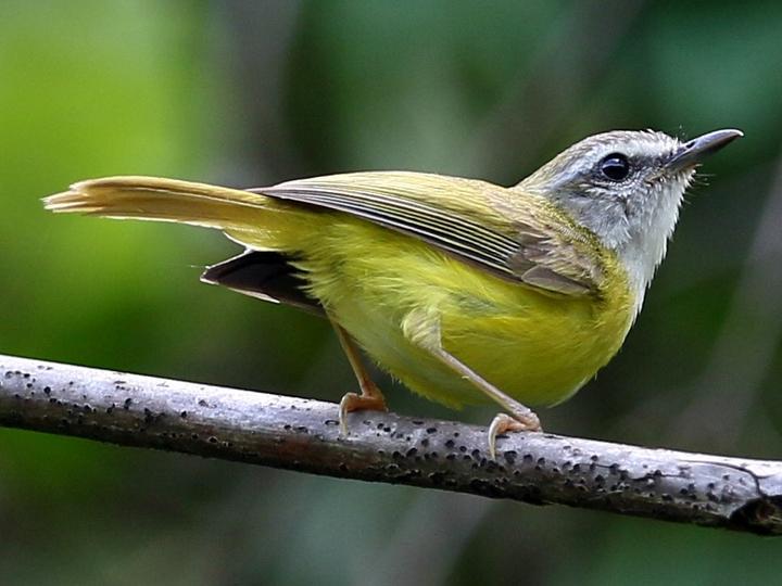 Yellow-bellied Warbler