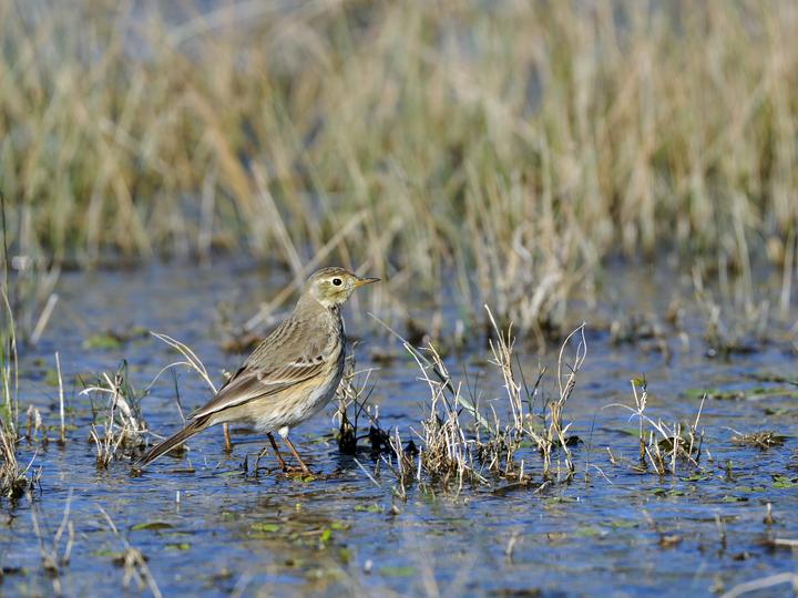 Siberian Pipit