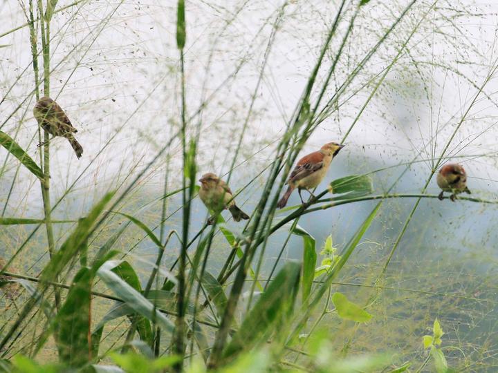 Plain-backed Sparrow