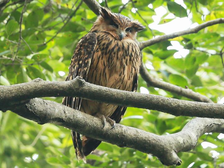Tawny Fish Owl