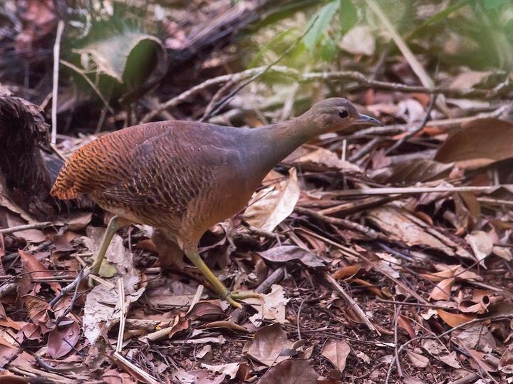 Yellow-legged Tinamou