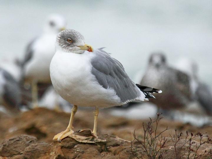 Yellow-legged Gull