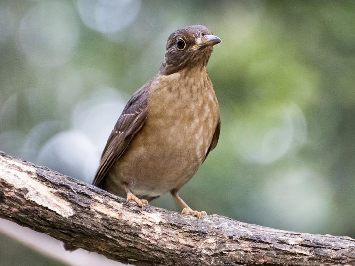 Yellow-legged Thrush