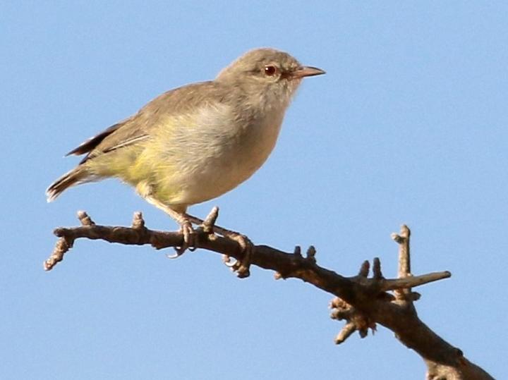 Yellow-vented Eremomela