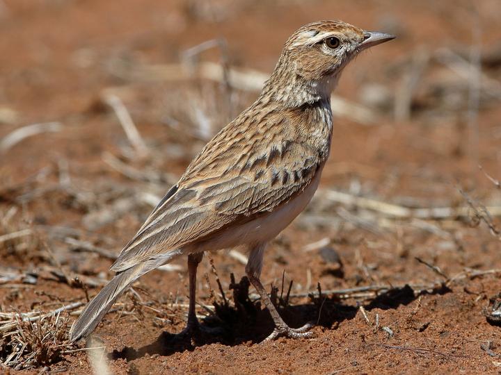 Fawn-colored Lark