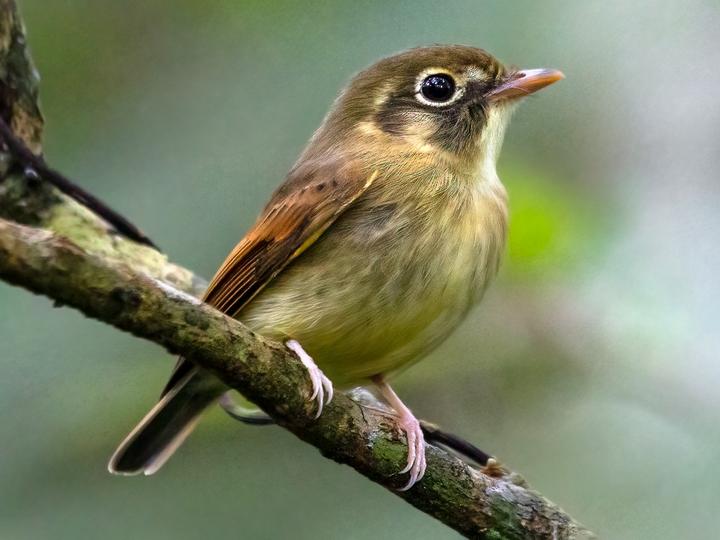 Russet-winged Spadebill
