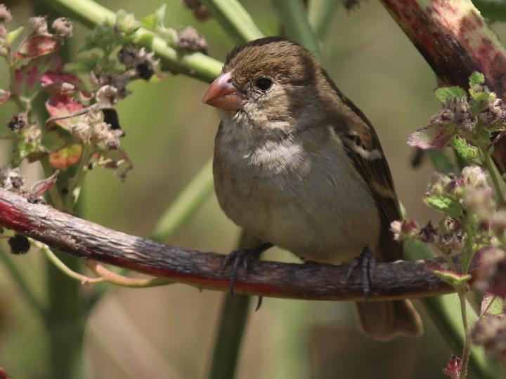 Drab Seedeater