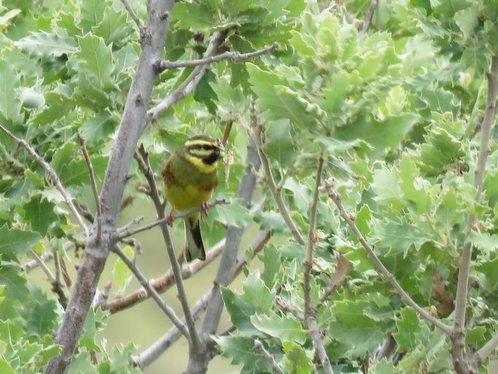 Cirl Bunting