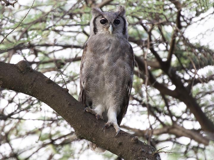 Verreaux's Eagle-Owl
