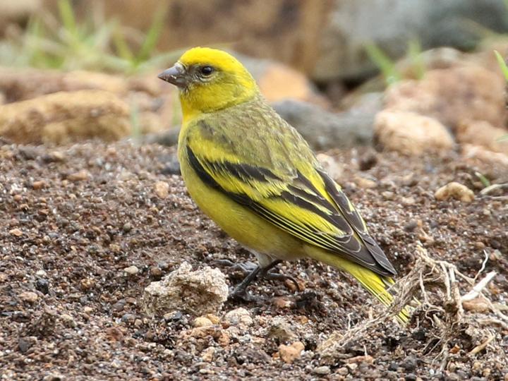 Yellow-crowned Canary