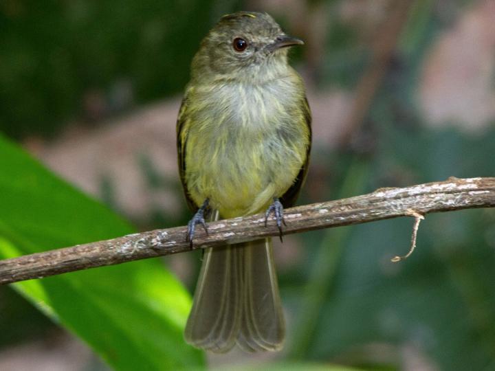 Yellow-crowned Elaenia