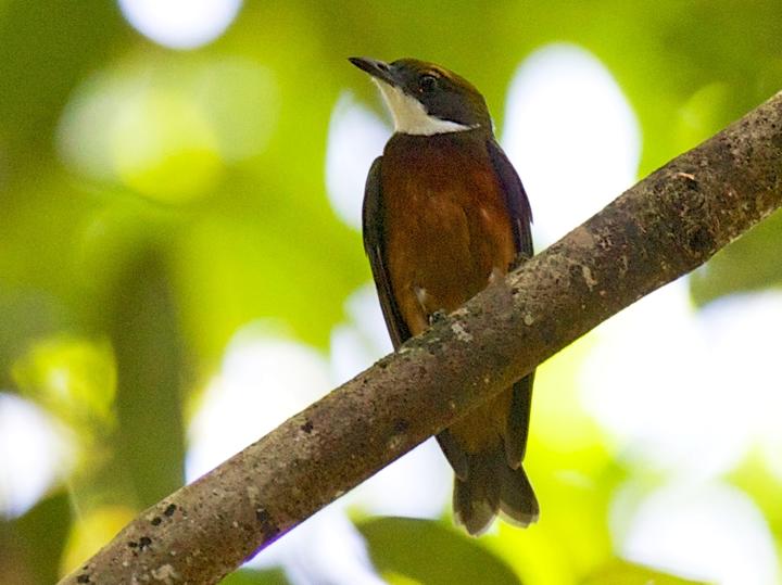 Yellow-crested Manakin