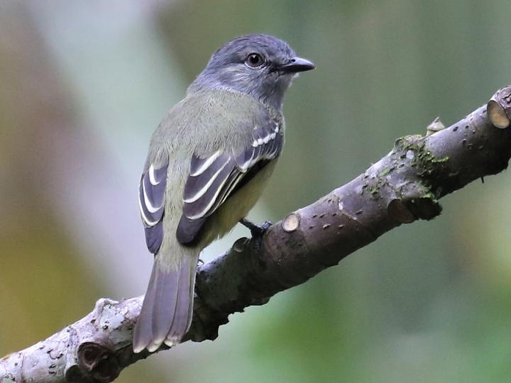 Yellow-crowned Tyrannulet