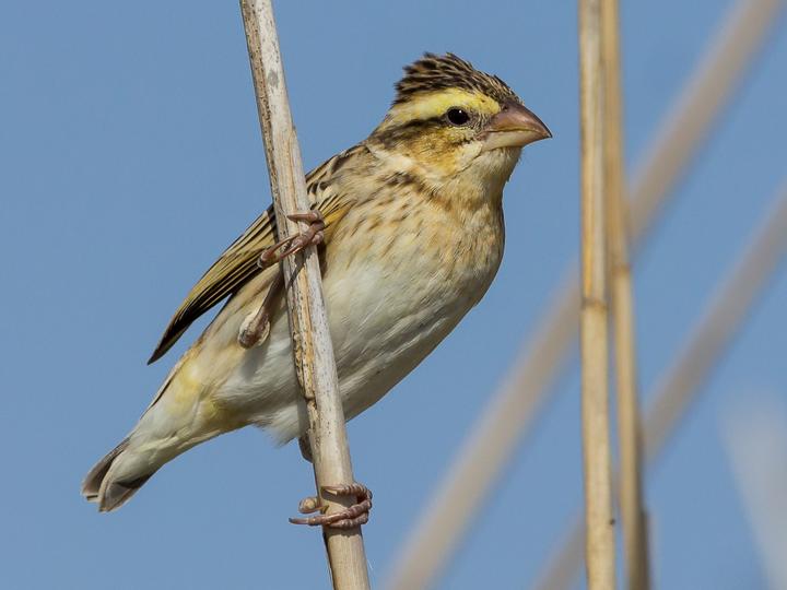 Yellow-crowned Bishop