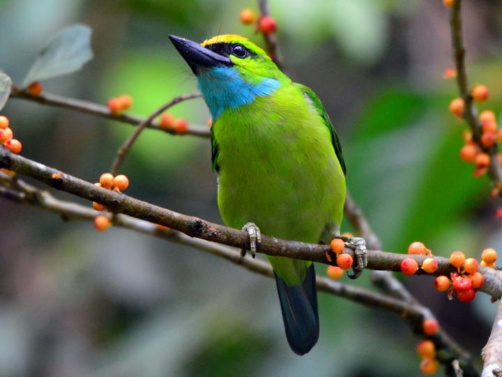 Yellow-crowned Barbet