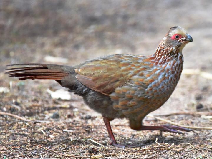 Buffy-crowned Wood Partridge