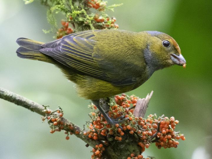 Tawny-capped Euphonia