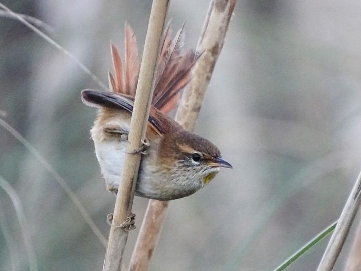 Sulphur-bearded Reedhaunter