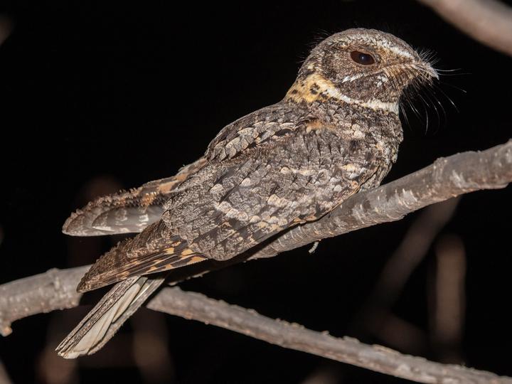 Buff-collared Nightjar