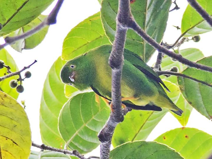 Yellow-collared Chlorophonia