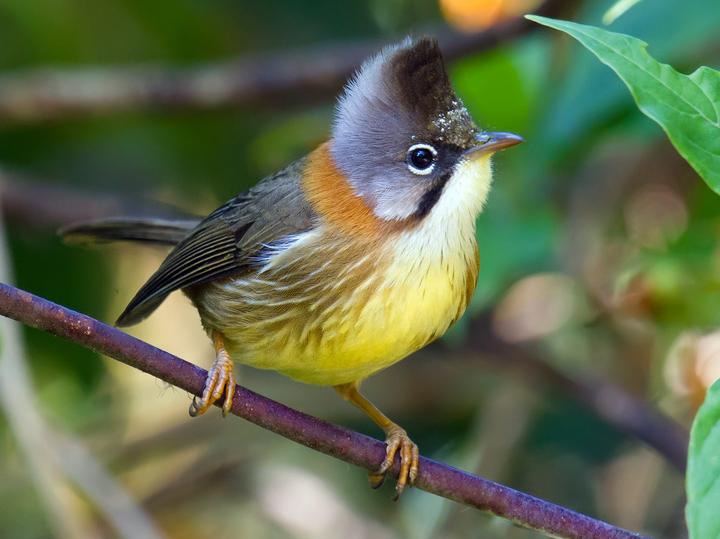 Whiskered Yuhina