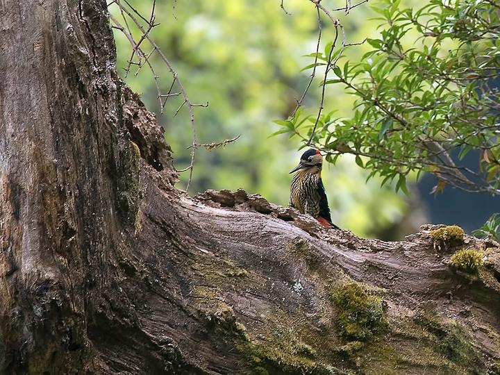 Darjeeling Woodpecker
