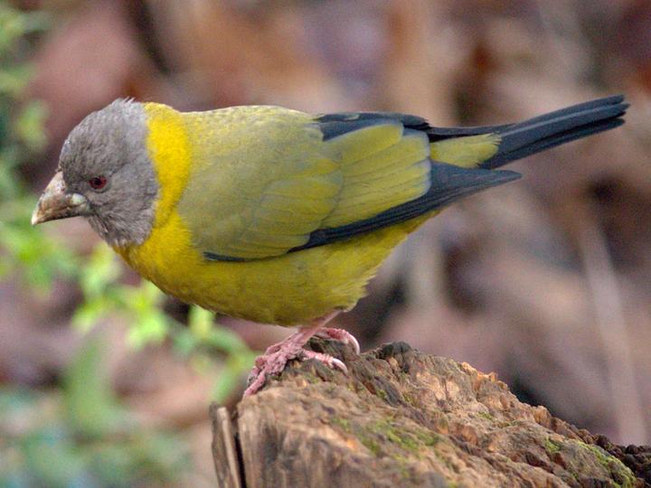 Collared Grosbeak