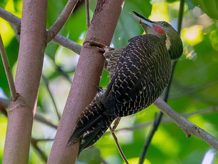 Buff-necked Woodpecker