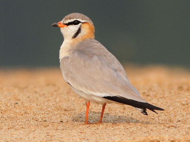 Grey Pratincole