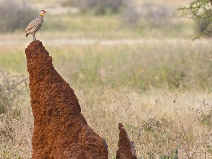 Yellow-necked Spurfowl
