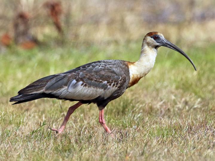 Buff-necked Ibis