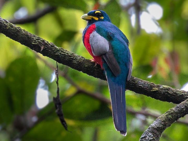 Bare-cheeked Trogon