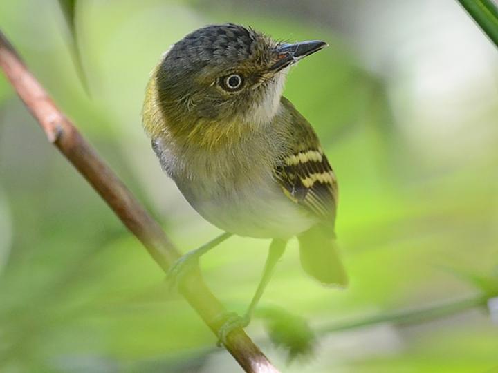 Buff-cheeked Tody-Flycatcher