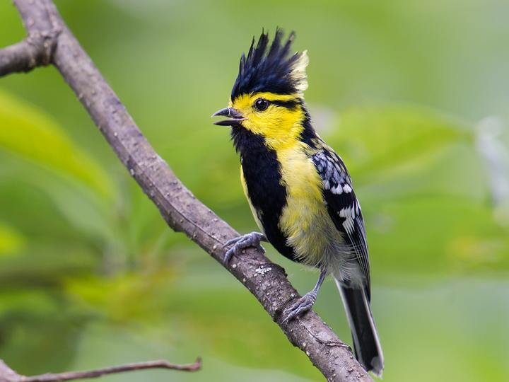 Yellow-cheeked Tit