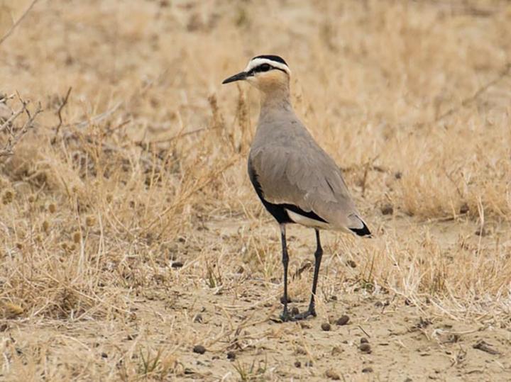 Sociable Lapwing