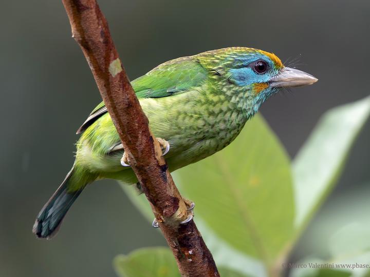 Yellow-fronted Barbet
