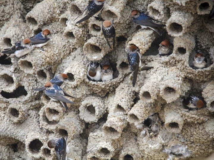 Streak-throated Swallow