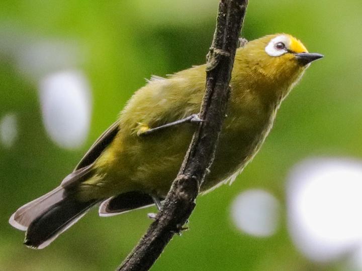 Kikuyu White-eye