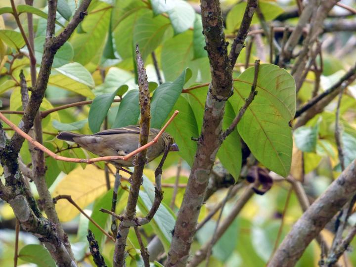 Buffy-fronted Seedeater