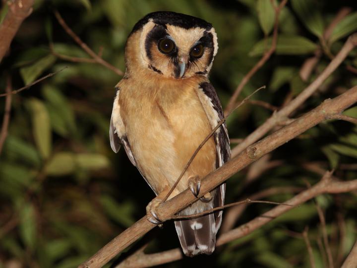 Buff-fronted Owl