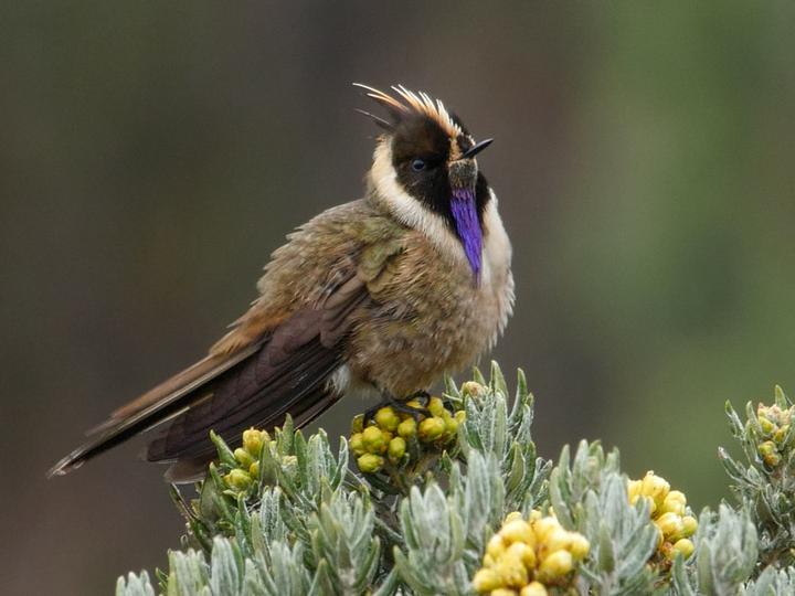 Buffy Helmetcrest